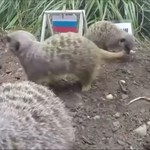 Meerkats προβλέπουν το αποτέλεσμα του Μουντιάλ της Ρωσίας