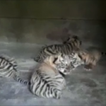 έξι σπάνιες σιβηρικές τίγρεις γεννήθηκαν Ρωσία