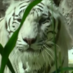 Η άσπρη τίγρη της Βεγγάλης ετοιμάζεται να αρπάξει το γεύμα της