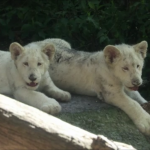 Σπάνια λευκά λιονταράκια σε ζωολογικό πάρκο στο Μεξικό