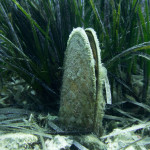 Η υποβρύχια ζωή στον βυθό του Αιγαίου