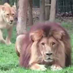 Μια λέαινα  γλυκοκοιτάζει λιοντάρι