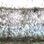 Φάρμα από ακρίδες στην Κίνα