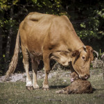 Αγελάδα με το μοσχαράκι της