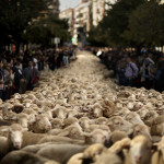 Πρόβατα σε δρόμους της Ισπανίας