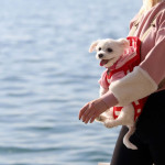 Σκύλος σε μάρσιπο στην παραλία της Θεσσαλονίκης