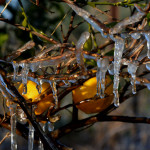 Παγωμένες πορτοκαλιές στο Άργος