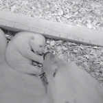 Πολικό αρκουδάκι με τη μαμά του στη φωλιά τους σε ζωολογικό κήπο