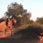Αγριόσκυλα τα βάζουν με ελέφαντες