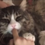 γάτα πιπιλάει δάχτυλο