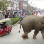 Ελέφαντας πόλη Meng
