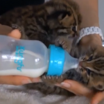 Γάτα Βεγγάλης πίνει γάλα από μπιμπερό