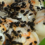 γεύμα γρύλοι-ακρίδες και μυρμήγκια