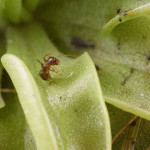 φυτό τρώει μυρμήγκι