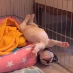 Γαλλικό bulldog που κοιμάται