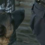 Αστυνομικοί Σκύλοι