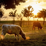 αγελάδες σε φάρμα της Γερμανίας