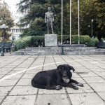 Αδέσποτος σκύλος στην κεντρική πλατεία των Τρικάλων