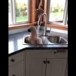 Παπαγάλος που κάνει μπάνιο