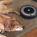 Ο σκύλος και η σκούπα - ρομπότ
