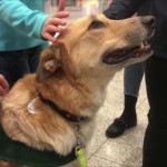 σκύλοι βοηθούν τους επιβάτες που φοβούνται τα αεροπλάνα