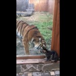 Η τίγρης και το γατάκι
