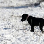 σκύλος στα χιόνια