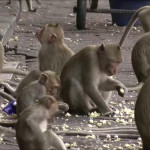 Μαϊμούδες Ταϋλάνδη