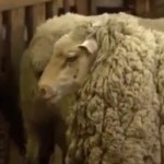 κουρεμένο πρόβατο
