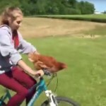 Κότα σε ποδήλατο