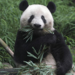 τρίχρονο panda