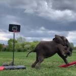 ελέφαντας μπάσκετ