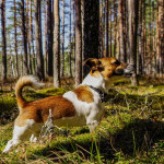 σκύλος στο δάσος