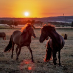 άλογα της Ισλανδίας