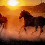 άλογα καλπάζουν με φόντο το ηλιοβασίλεμα
