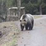 Αρκούδα σε δρόμο