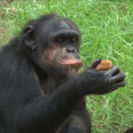 χιμπατζήδες