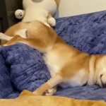 Σκύλος κοιμάται σε καναπέ