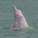 λευκό κινεζικό δελφίνι