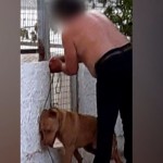 κακοποίηση σκύλου