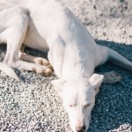 λευκός σκύλος ξαπλωμένος