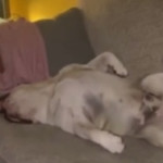 Σκύλος που κοιμάται