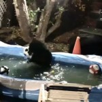 αρκούδες σε πισίνα