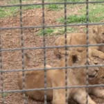 νεογέννητα λιοντάρια