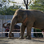 απελευθέρωση ελέφαντα στο Πακιστάν