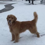 σκύλος χιόνι