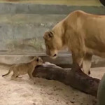 λιονταράκι γεννήθηκε με τεχνητή γονιμοποίηση