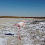 ροζ φλαμίνγκο στην παγωμένη λίμνη Καρακόλ