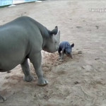 θηλυκός ρινόκερος κάνει τα πρώτα του βήματα