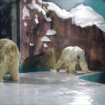 πολικές αρκούδες